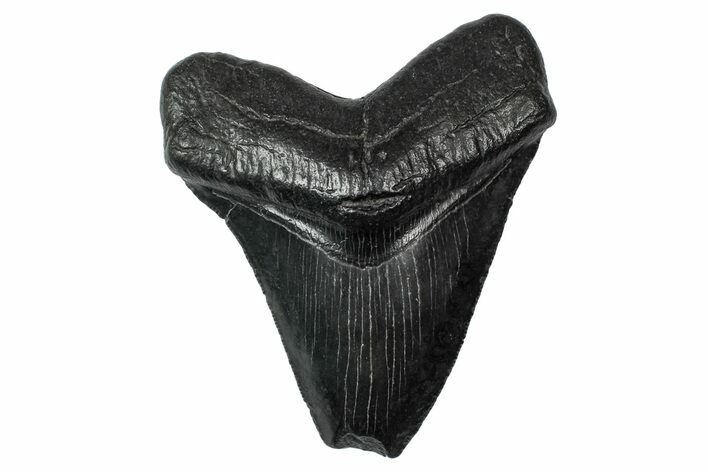 Serrated, Fossil Megalodon Tooth - Feeding Damaged Tip #340213